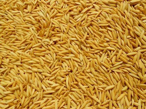 High Quality Paddy Seeds