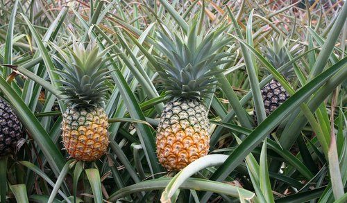 New Cultivated Fresh Pineapple