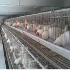 Best Quality Poultry Cage