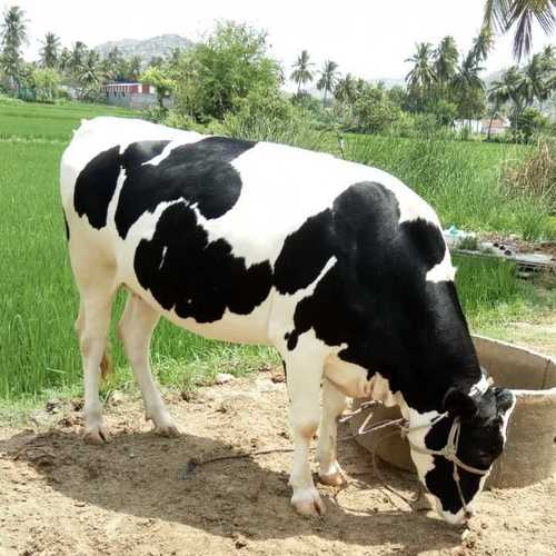 Black And White Hf Cow