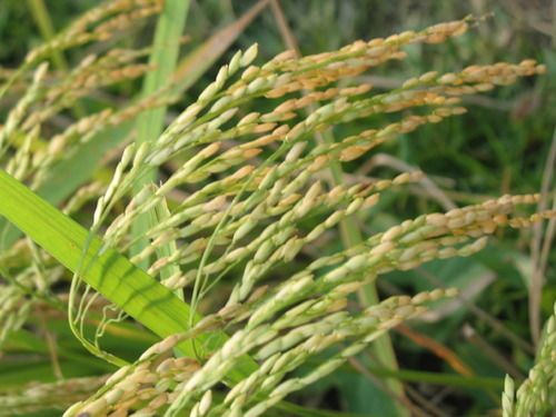 Fresh Pure Paddy Rice