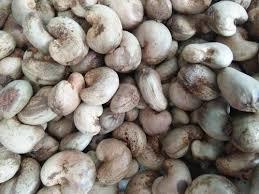 Fresh Raw Cashews Kernels