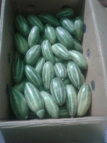 Green Fresh Organic Cucumber