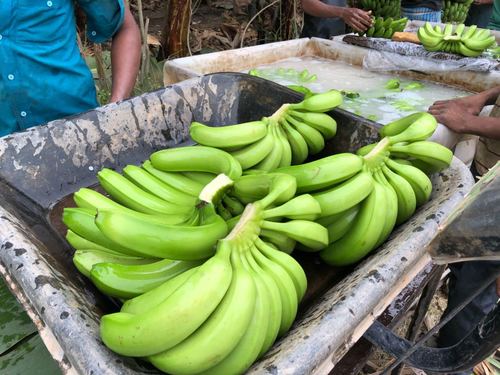 Fresh Green Color Cavendish Banana Origin: India