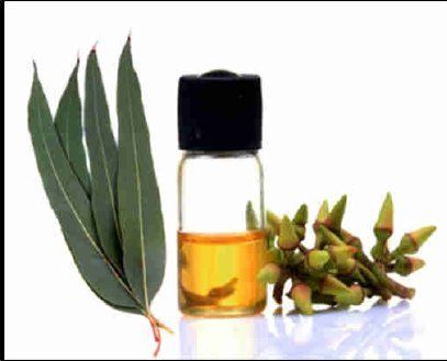 Fresh Natural Eucalyptus Oil