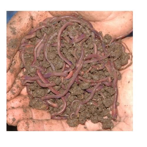 Highly Demanded Agricultural Fertilizers Earthworm