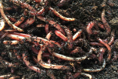 Organic Fertilizer Vermiculture Earthworm