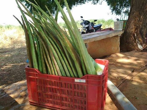 High Quality Aloe Vera Leafs