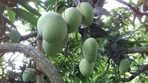 Natural Fresh Himsagar Mangoes