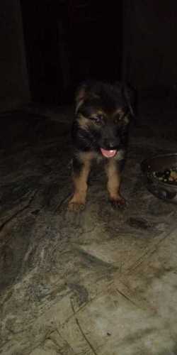 Baby jarman safed sales dog price