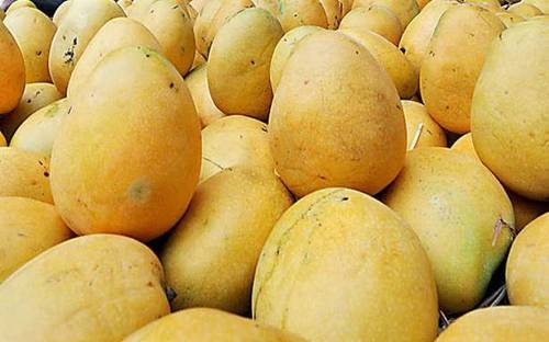 Fresh Banganapalli Mango - Fruits