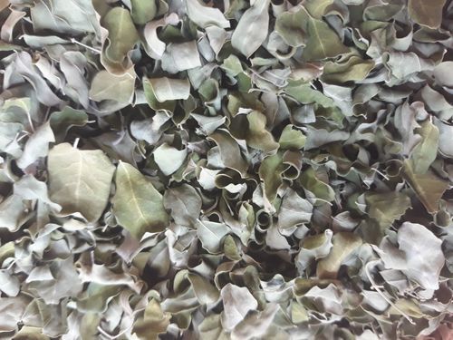 High Quality Moringa Dried Leaves Ingredients: Herbs