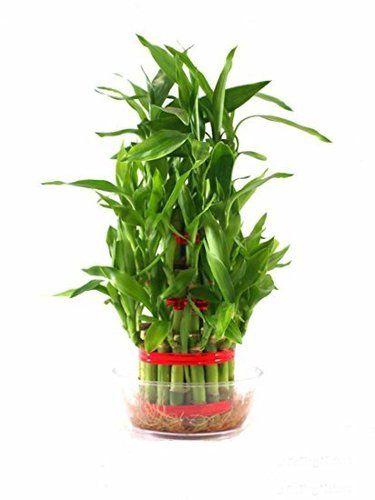 3 Layer Lucky Bamboo Plant