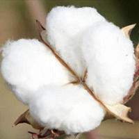 Low Price Medium Cotton