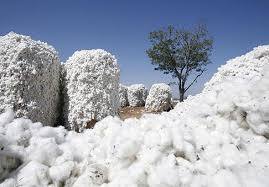 White Raw Cotton Bale 