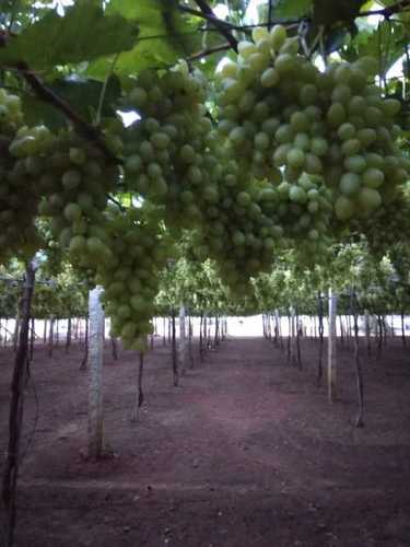 Pesticide Free Fresh Grapes