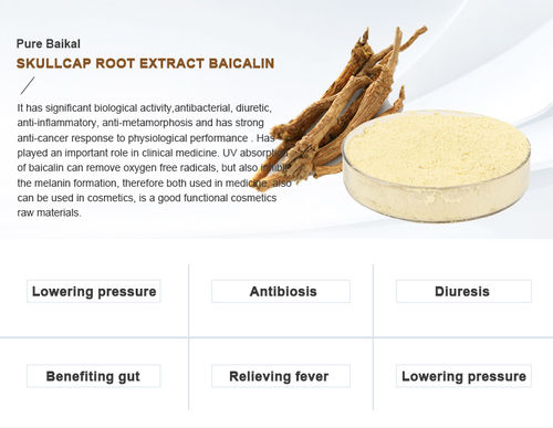 Skullcap Root Extract Baicalin