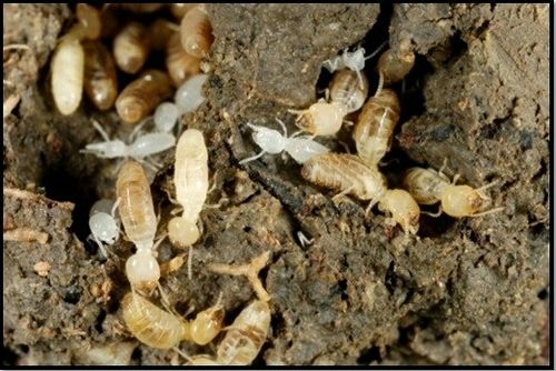 Black Termite Control Treatment Services