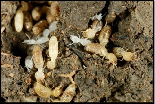 Termite Control Treatment Services