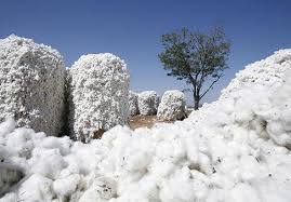Bulk White Raw Cotton