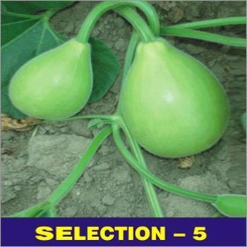 Bottel Gourd Seed Selection 5