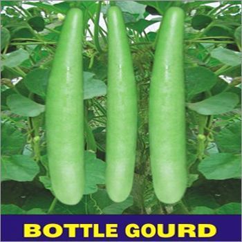 Bottle Gourd Seed - PSPL