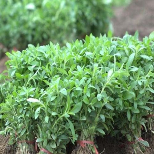 Green High Grade Stevia Plants