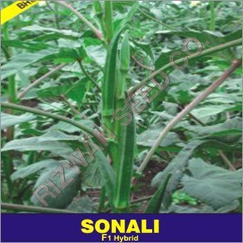 Hybrid Bhindi Seed F1- Sonali