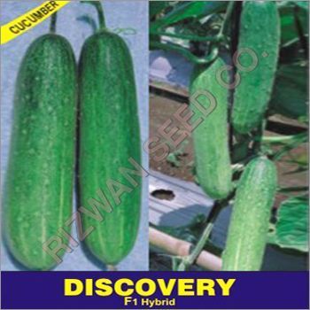 Hybrid Cucumber Seeds F1 - Discovery