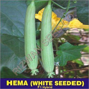 Hybrid Spong Gourd Seeds F1 - Hema (White Seeded)