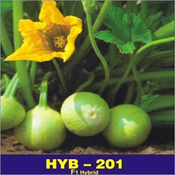 Hybrid Summer Squash Seed F1-Hyb-201
