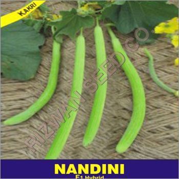 Hybrid Tar Kakdi Seed F1- Nandini