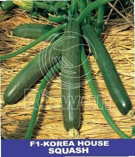 Squash Seed F1 - Korea house
