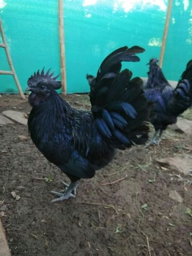 Kadaknath Chicken