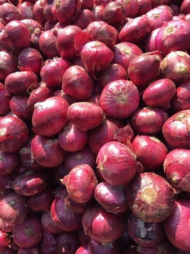 Organic Fresh Red Onion