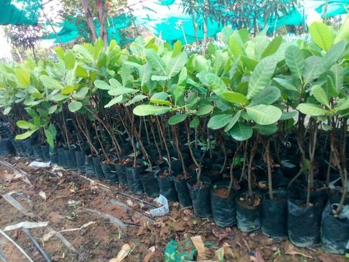 Green Natural Cashew Graft Plant