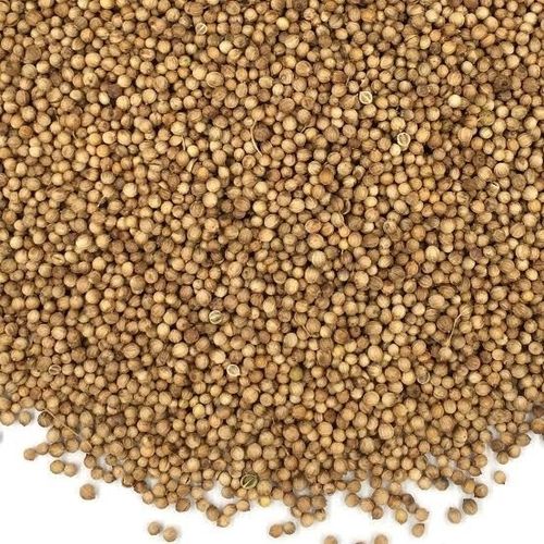 Fresh Organic Coriander Seeds - Premium Quality Herbal Seeds, Nutrient-Rich Superfood for Culinary Use