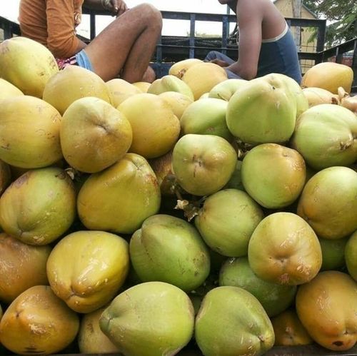 Fresh Organic Green Coconuts