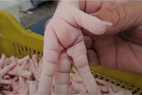 Frozen Chicken Feet And Paws  Store In Cool