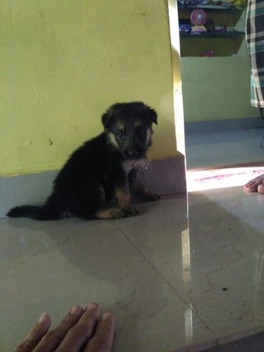 German Shepherd Breed Puppy