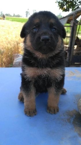 German Shepherd Dog