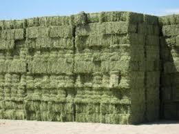 Lucerne Hay Greenhouse Size: Large