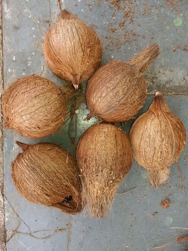  प्राकृतिक ब्राउन हस्केड नारियल 