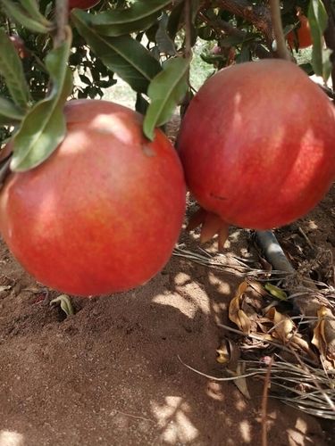 Organic Red Pomegranate (Anar)