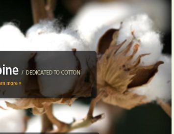 High Grade Cotton Seeds