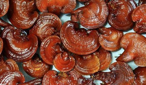 Low Price Reishi Mushroom