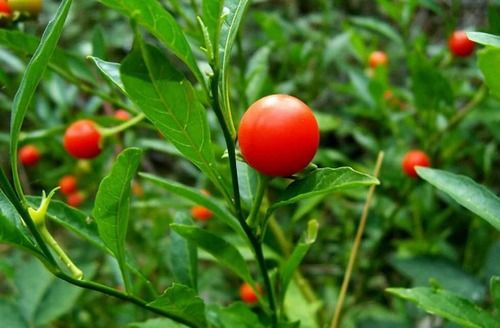 Ashwagandha Herbs