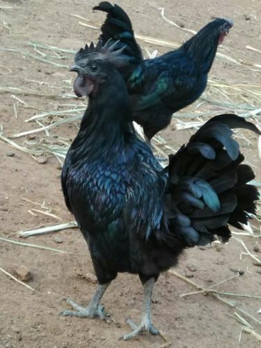 Kadaknath Adult Chicken - Color Jet Black Pensil Silver & Gold Weight 1.4-1.5 kg | Low Fat High Protein Rich Flavor High Iron Disease Resistant Source of Vitamins A B B6 B12