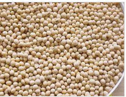 Organic Soya Bean Seeds - Non-GMO, High Protein Value, Versatile Cooking Options , Ideal for Sprouting and Dals