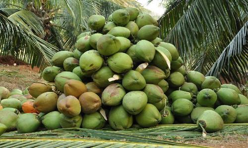 Fresh Green Pollachi Coconut